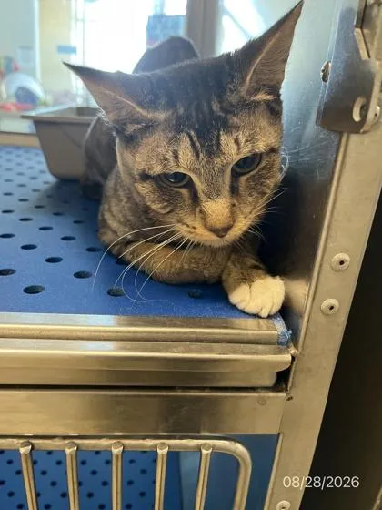 An adult large-sized male Domestic Short Hair cat named Jack for adoption in North Richland Hills, TX