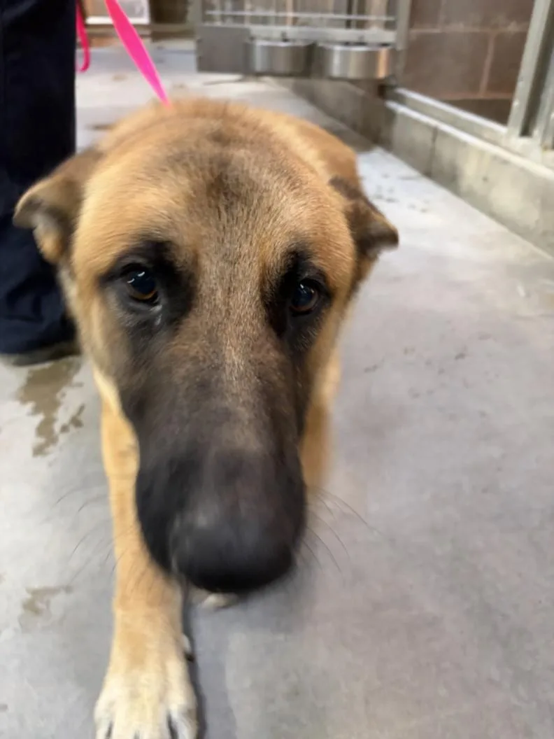 An adult large-sized male German Shepherd Dog dog named A for adoption in Olivehurst, CA