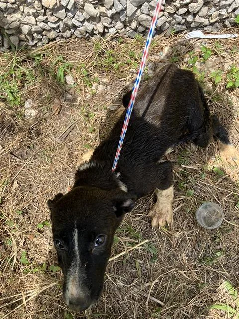 A baby large-sized female Mixed Breed dog named Susan for adoption in Dallas, TX