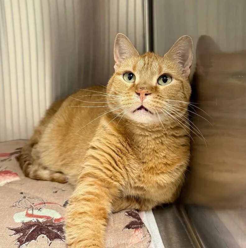 An adult large-sized female Domestic Short Hair cat named Zeva for adoption in Yankton, SD