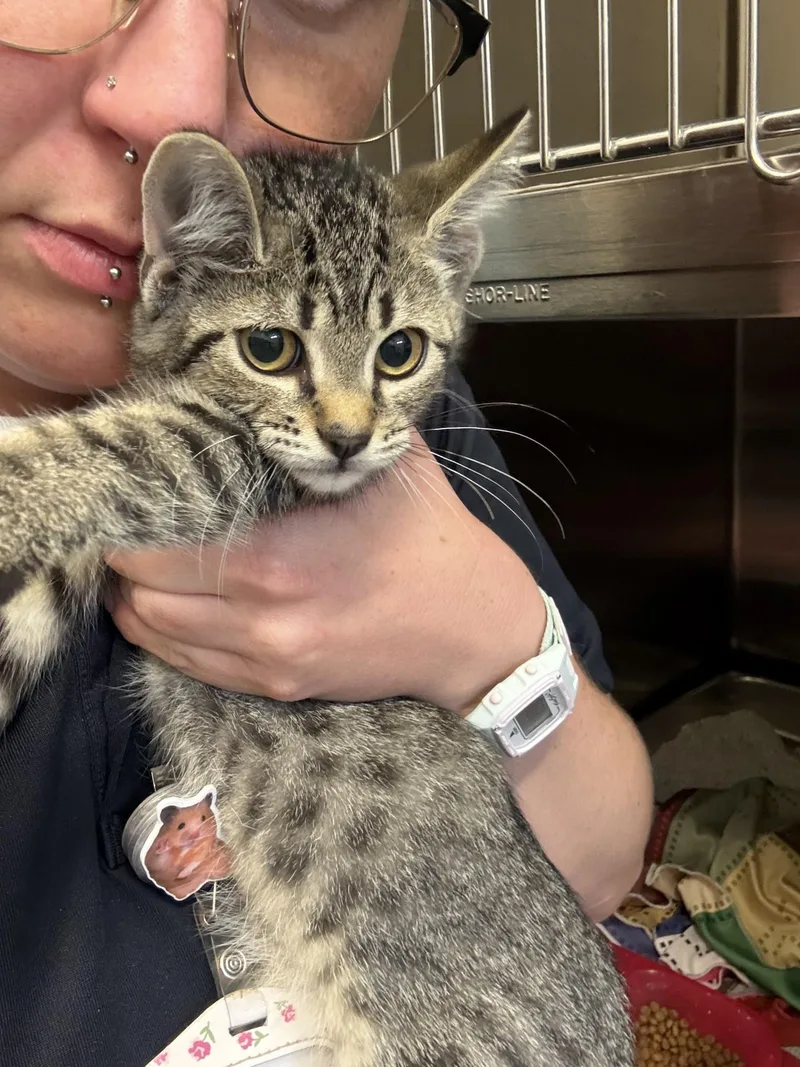 A baby medium-sized female Tabby (Brown / Chocolate) Domestic Short Hair cat named Marceline for adoption in Ashland, VA