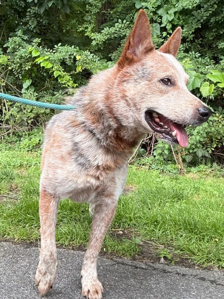 An adult medium-sized male Australian Cattle Dog / Blue Heeler dog named Wrangler for adoption in Fall River, MA