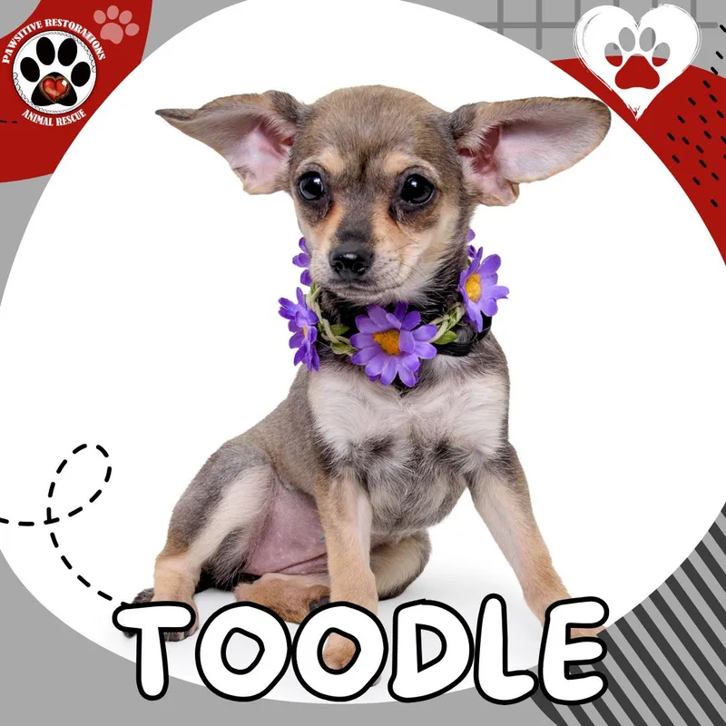 Toodle thumbnail 4