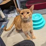 An adult small-sized female Orange & White Domestic Short Hair cat named Cj for adoption in Hilliard, OH