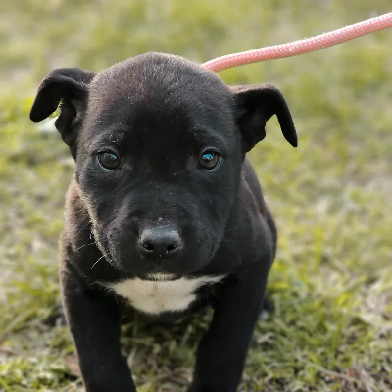 A baby medium-sized male American Staffordshire Terrier dog named Titan for adoption in Memphis, TN