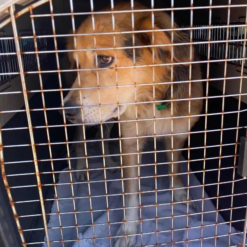 An adult medium-sized male Yellow / Tan / Blond / Fawn Mixed Breed dog named Leopold Stray Hold for adoption in Huntington, WV
