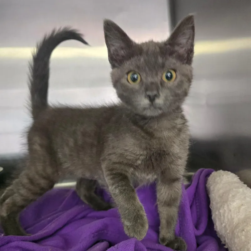 A baby small-sized female Gray / Blue / Silver Domestic Short Hair cat named Willa for adoption in Spokane, WA