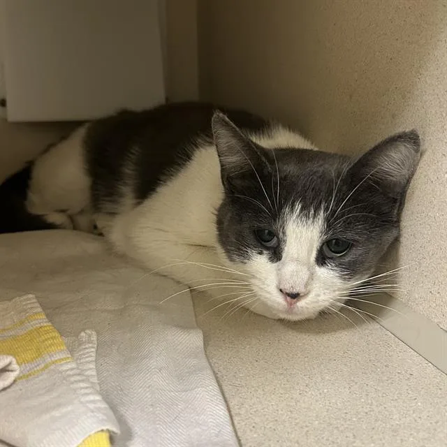A young small-sized female Domestic Short Hair cat named Xayah for adoption in Denver, CO