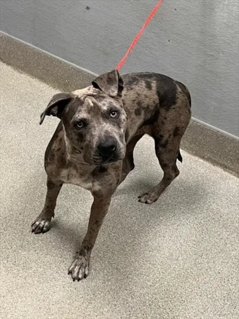 A young medium-sized female Pit Bull Terrier dog named Ambrosia for adoption in Las Vegas, NV