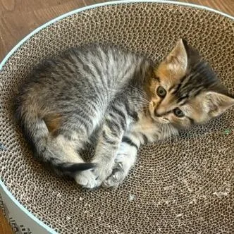 A baby small-sized female Brown / Chocolate Domestic Short Hair cat named Azalea for adoption in Chattanooga, TN