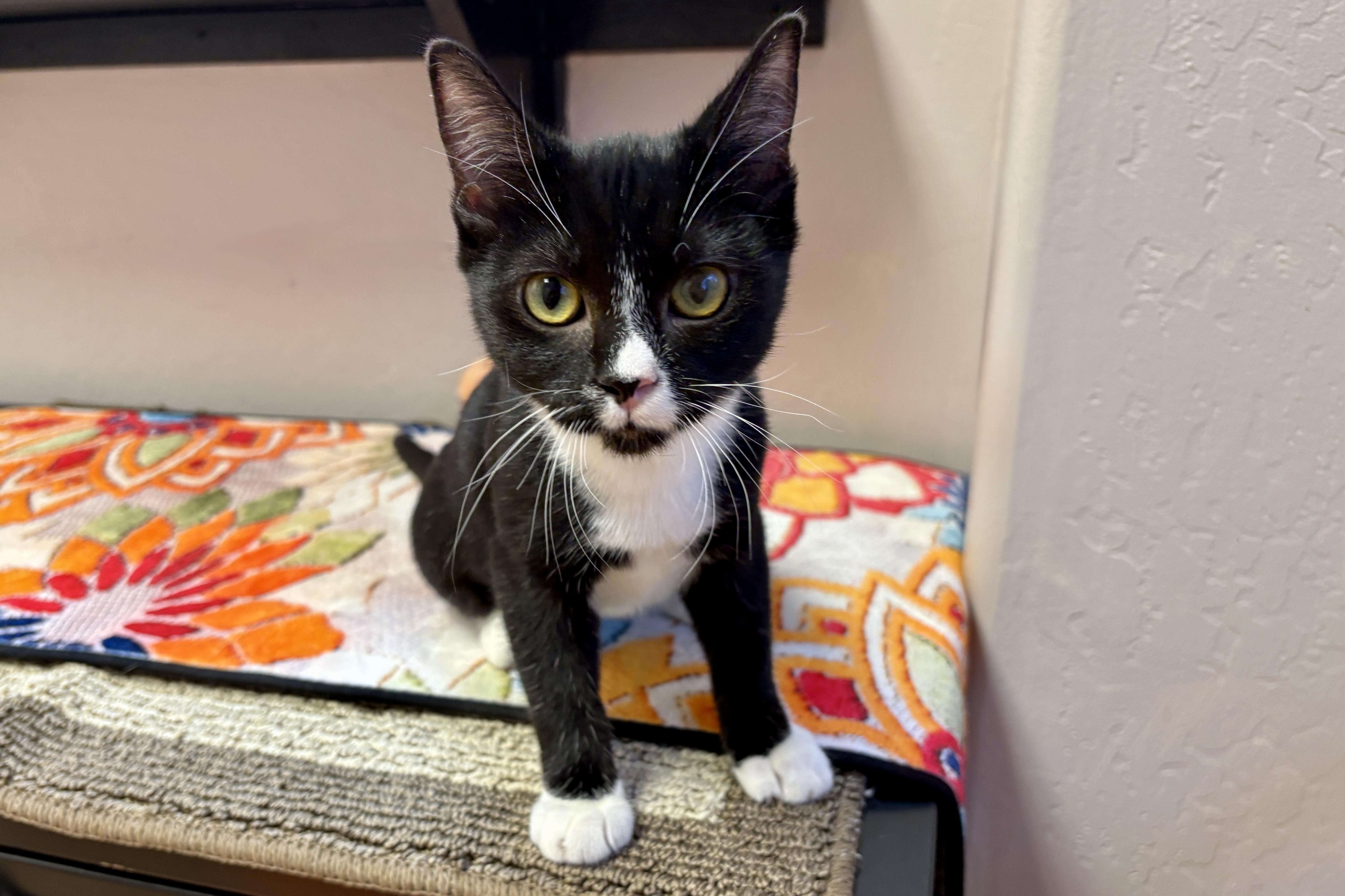 A baby small-sized female Domestic Short Hair cat named Phoebe IV for adoption in Fountain Hills, AZ