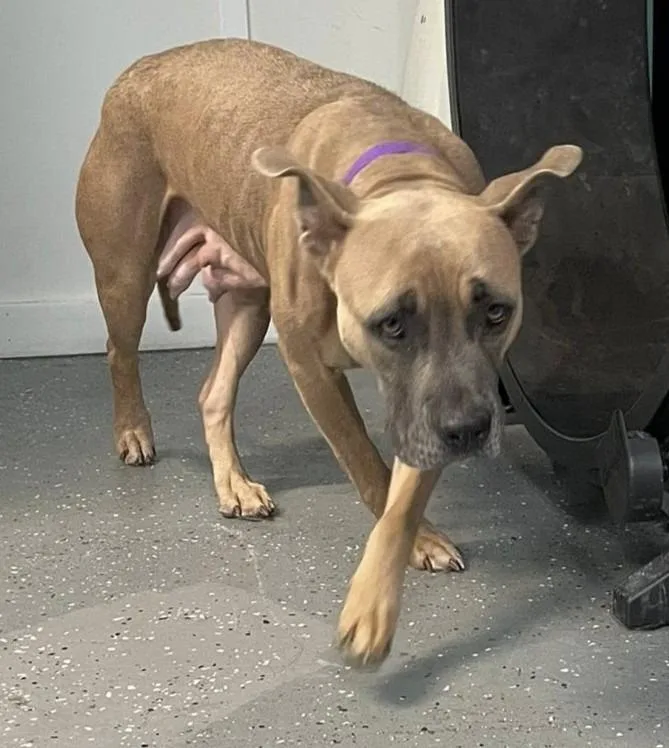 An adult large-sized female Mixed Breed dog named Diamond for adoption in Warren, MI