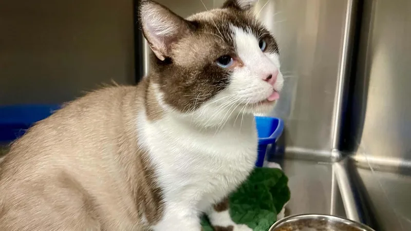 An adult medium-sized male Snowshoe cat named Trouble Nugget for adoption in Medford, OR