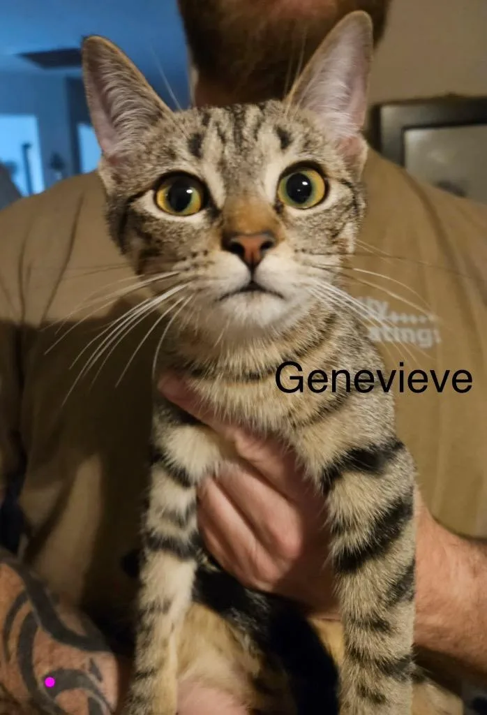 A baby medium-sized female Domestic Short Hair cat named Genevieve for adoption in Spring, TX