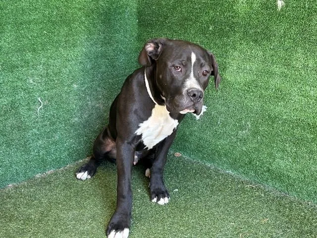 A young medium-sized male Pit Bull Terrier dog named Dom for adoption in Lancaster, CA