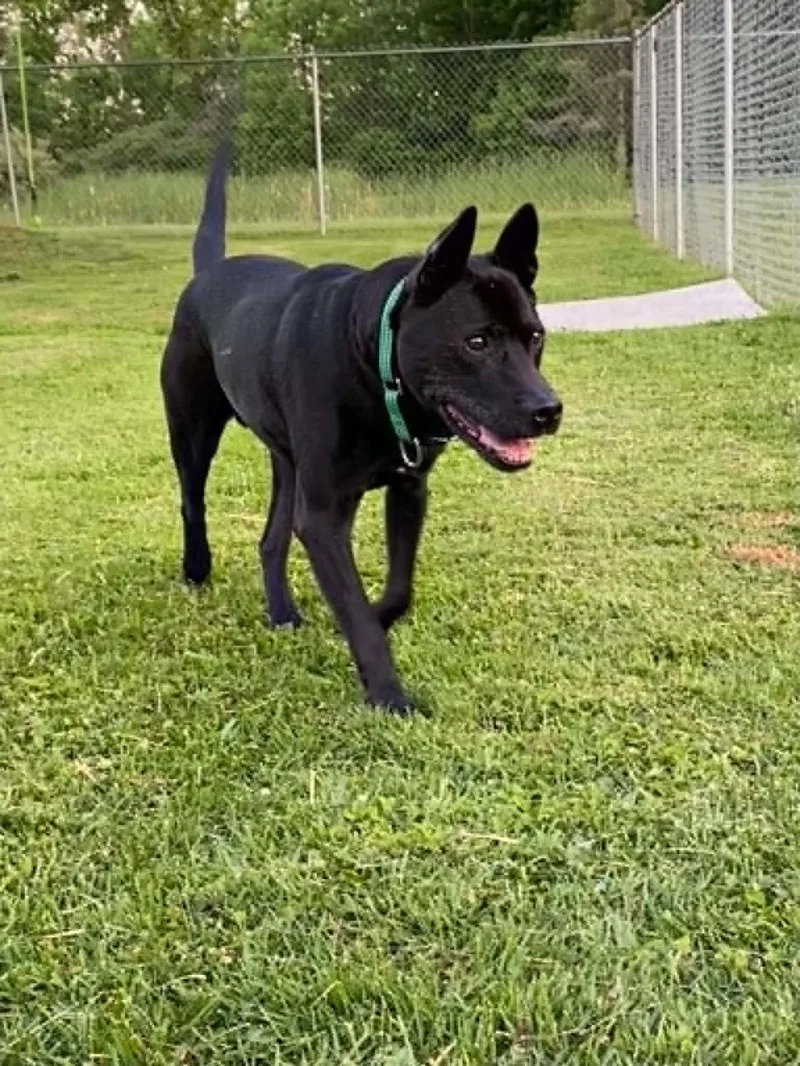 A senior medium-sized male Black Terrier dog named Brogan for adoption in Port Huron, MI