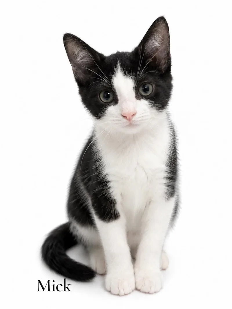 A baby medium-sized male Black & White / Tuxedo Domestic Short Hair cat named Mick for adoption in Stevensville, MI