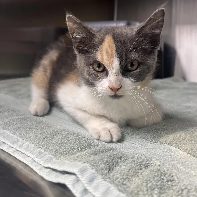 A baby small-sized female Gray / Blue / Silver Domestic Short Hair cat named Saucy for adoption in Independence, KS