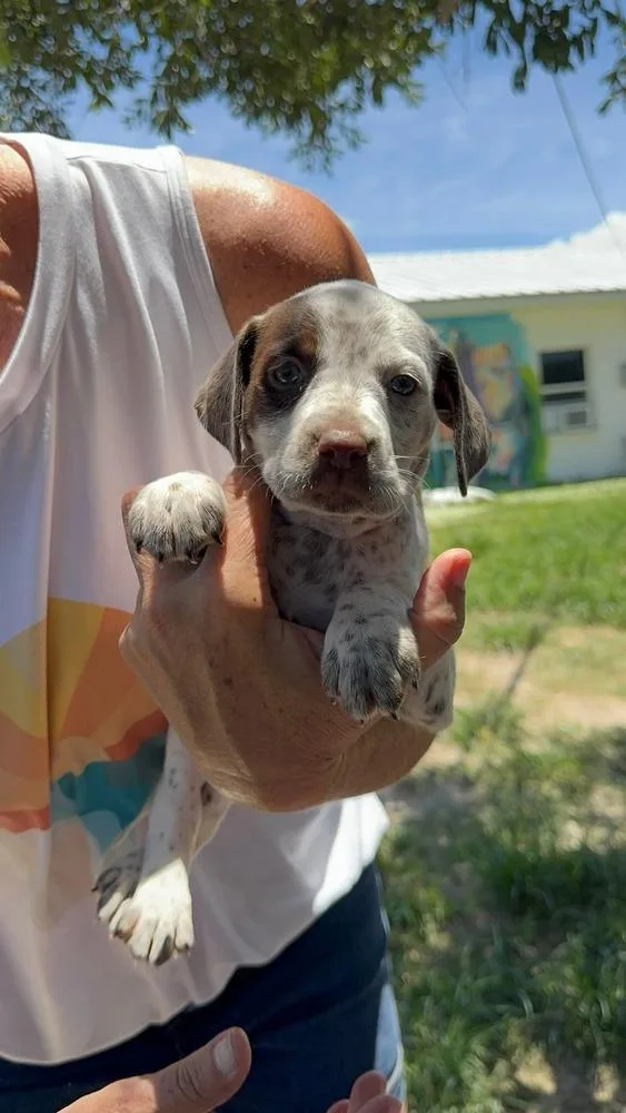 A baby small-sized female Tricolor (Brown, Black, & White) American Bulldog dog named Creamsicle for adoption in Lakeland, FL