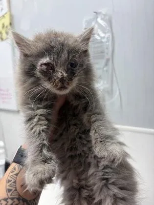 A baby small-sized female Domestic Long Hair cat named Kaylin for adoption in West Chester, PA