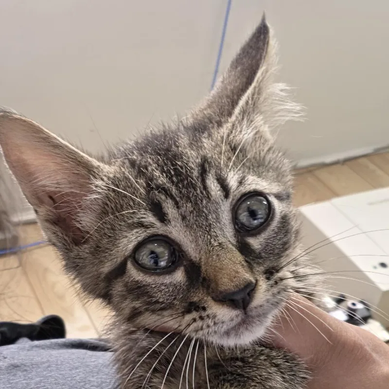 A baby small-sized male Black Domestic Short Hair cat named Antman for adoption in Leander, TX