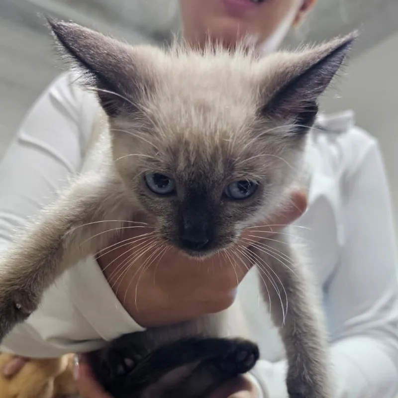 A baby small-sized male White Siamese cat named Milo for adoption in Harlingen, TX