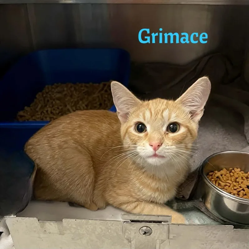 Grimace