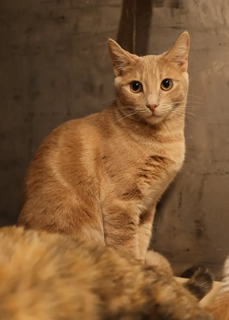 A young medium-sized male Tabby (Orange / Red) Tabby cat named Daniel for adoption in Mira Loma, CA