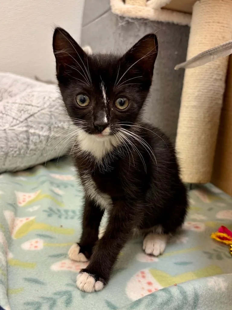 A baby small-sized female Domestic Short Hair cat named Mochi for adoption in Clinton, SC