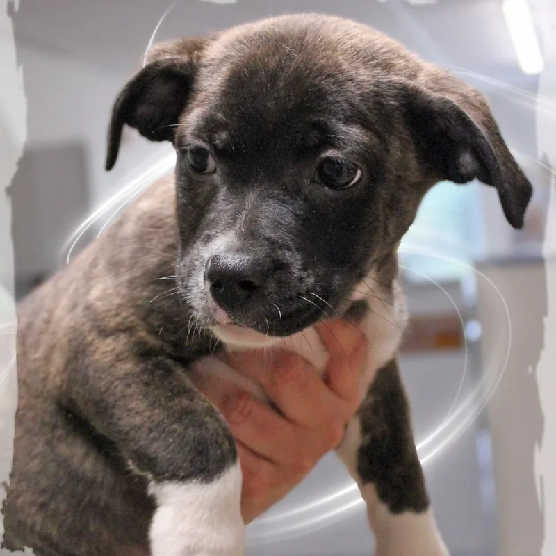 A baby medium-sized female Brindle Mixed Breed dog named Clara for adoption in Amelia, OH