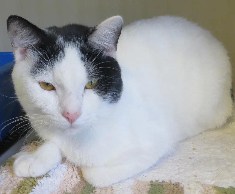 A young medium-sized male Tuxedo cat named Cooper for adoption in Brockton, MA