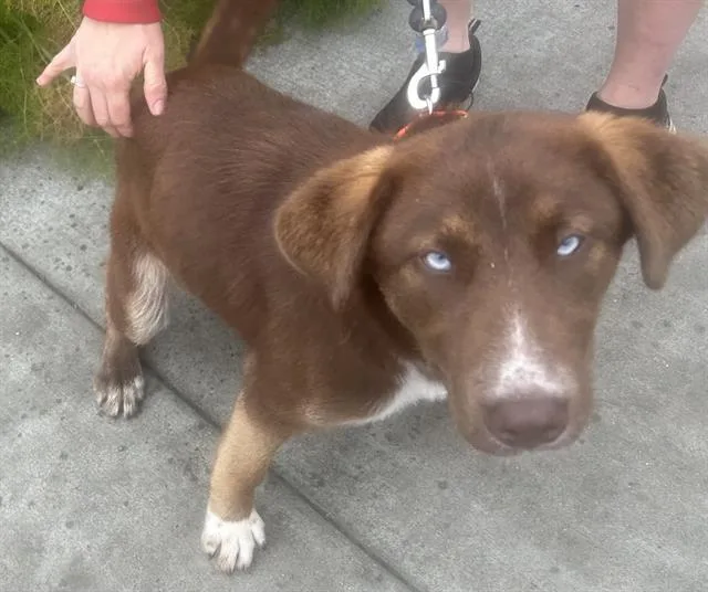 A young small-sized female Siberian Husky dog named Maya for adoption in Fairfield, CA