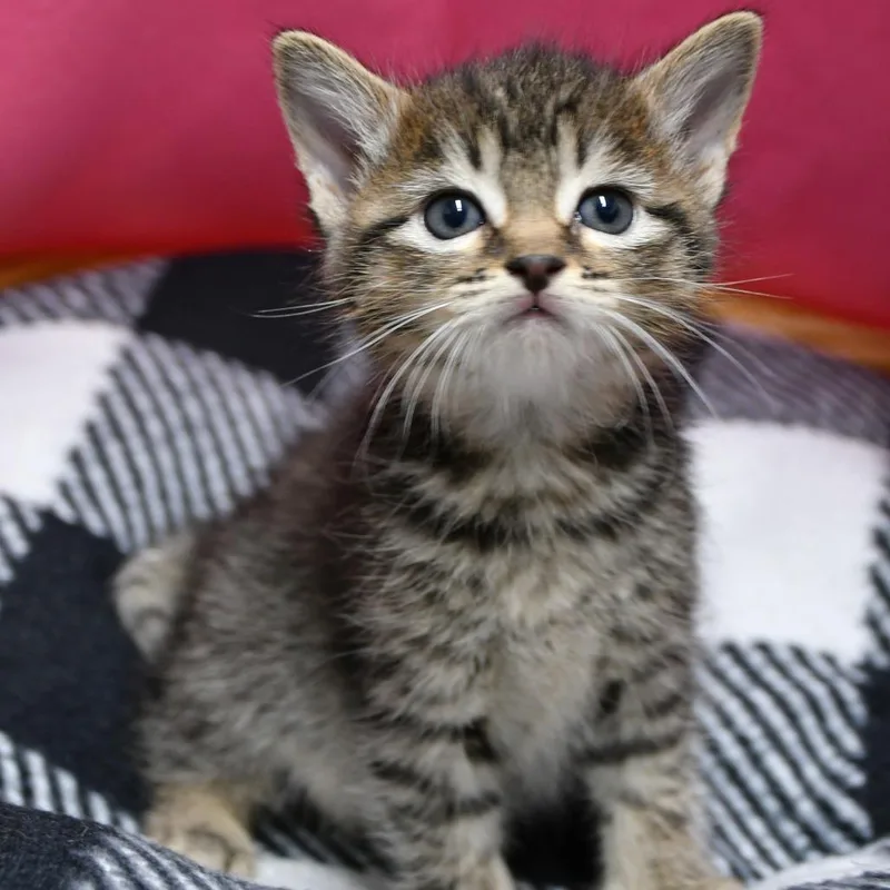 A baby small-sized female Brown / Chocolate Domestic Short Hair cat named Cherry Pie for adoption in Beaumont, TX
