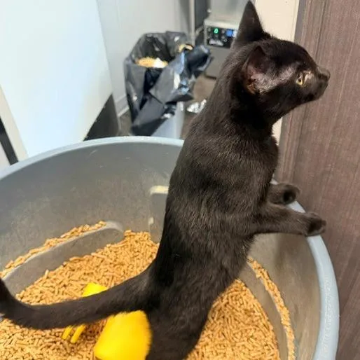 A young small-sized male Domestic Short Hair cat named Panther for adoption in Horn Lake, MS
