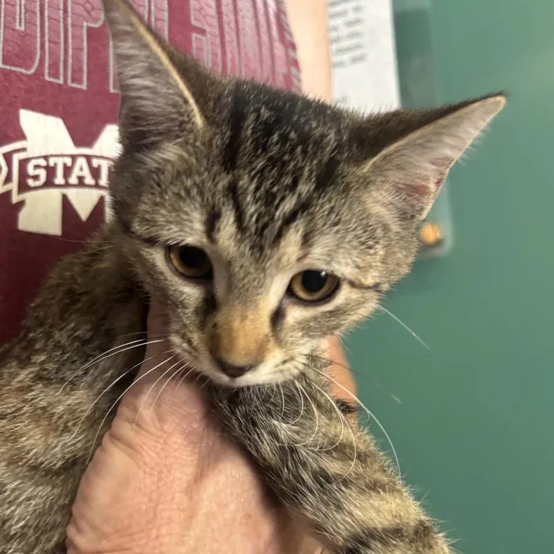 A baby small-sized female Domestic Short Hair cat named Nessa for adoption in Starkville, MS