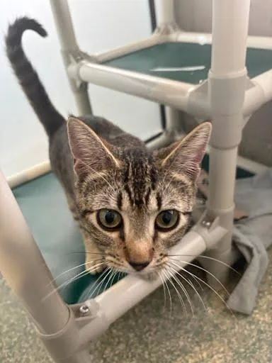 An adult medium-sized female Domestic Short Hair cat named Hype for adoption in Washington, DC
