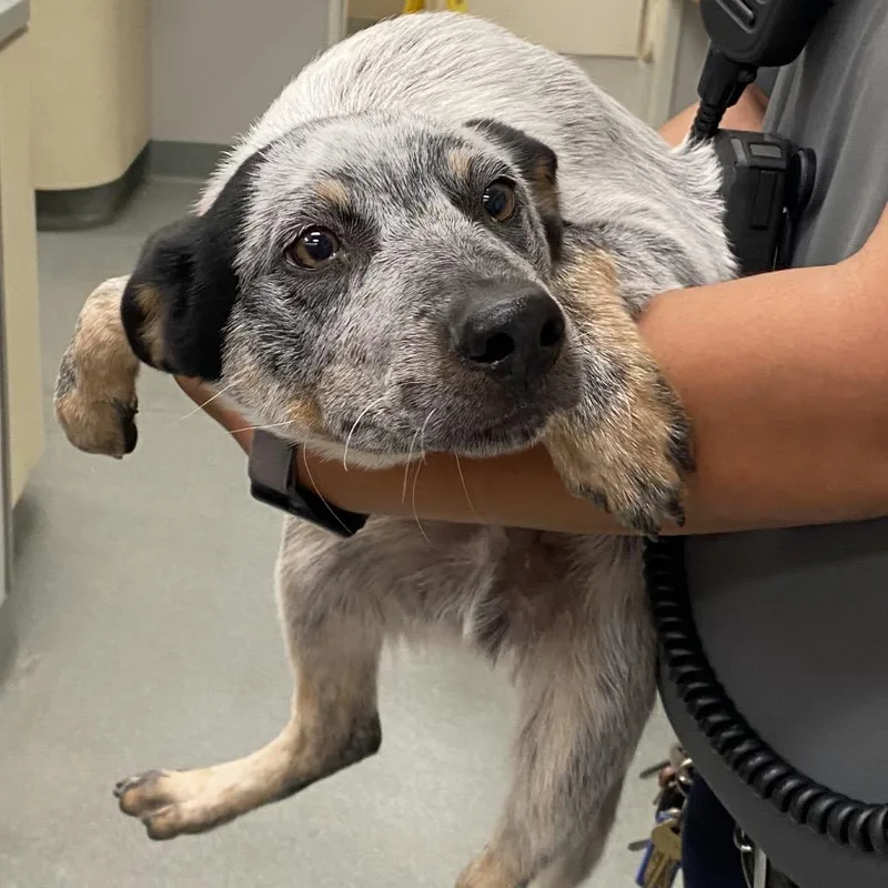 A baby small-sized male Australian Cattle Dog / Blue Heeler dog named Wahlberg for adoption in Westminster, CA