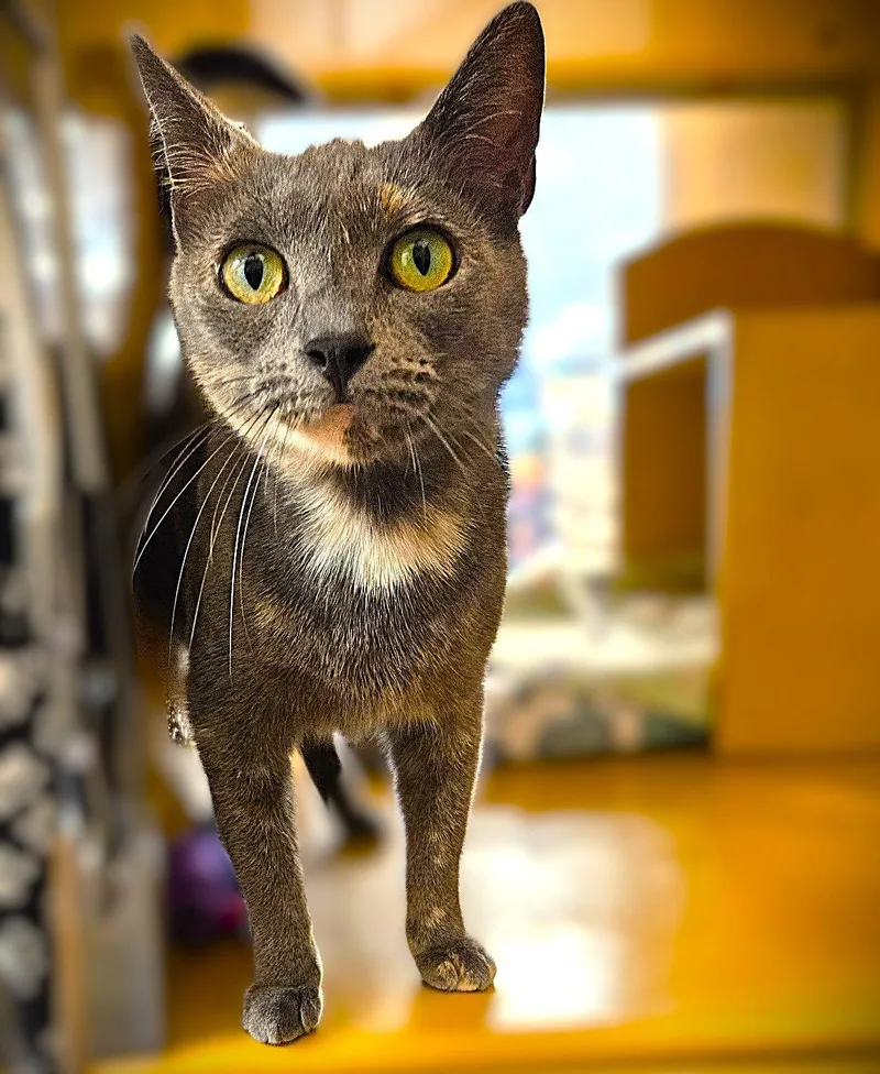 A young medium-sized female Dilute Tortoiseshell cat named Maggie Lou for adoption in Fort Myers, FL