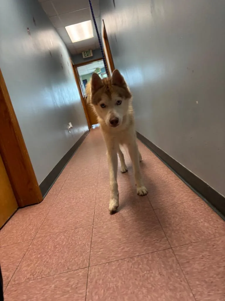 An adult medium-sized male Husky dog named Tyron for adoption in Wabash, IN