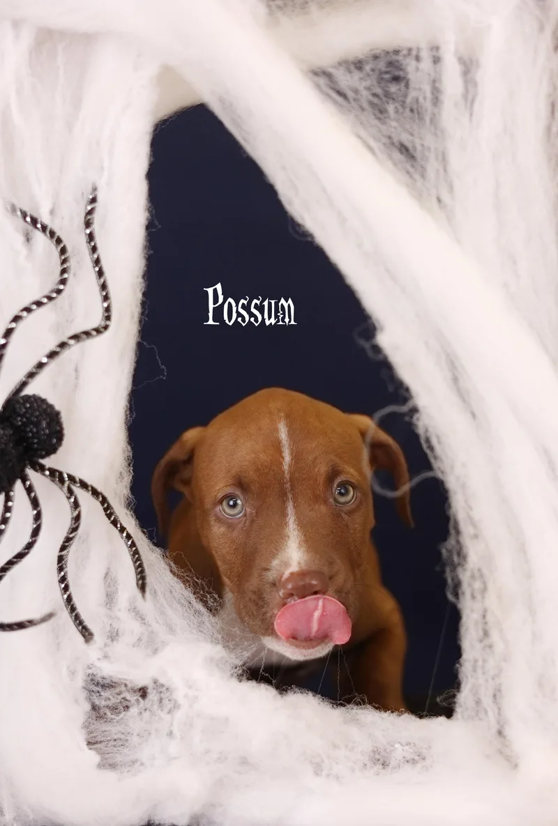 A baby medium-sized male Brown / Chocolate Terrier dog named Possum for adoption in Whitestown, IN