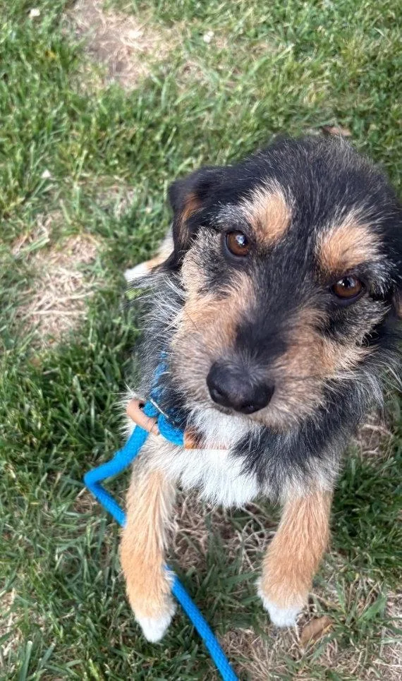 A young medium-sized female Terrier dog named Lindi Laurel for adoption in Saunderstown, RI