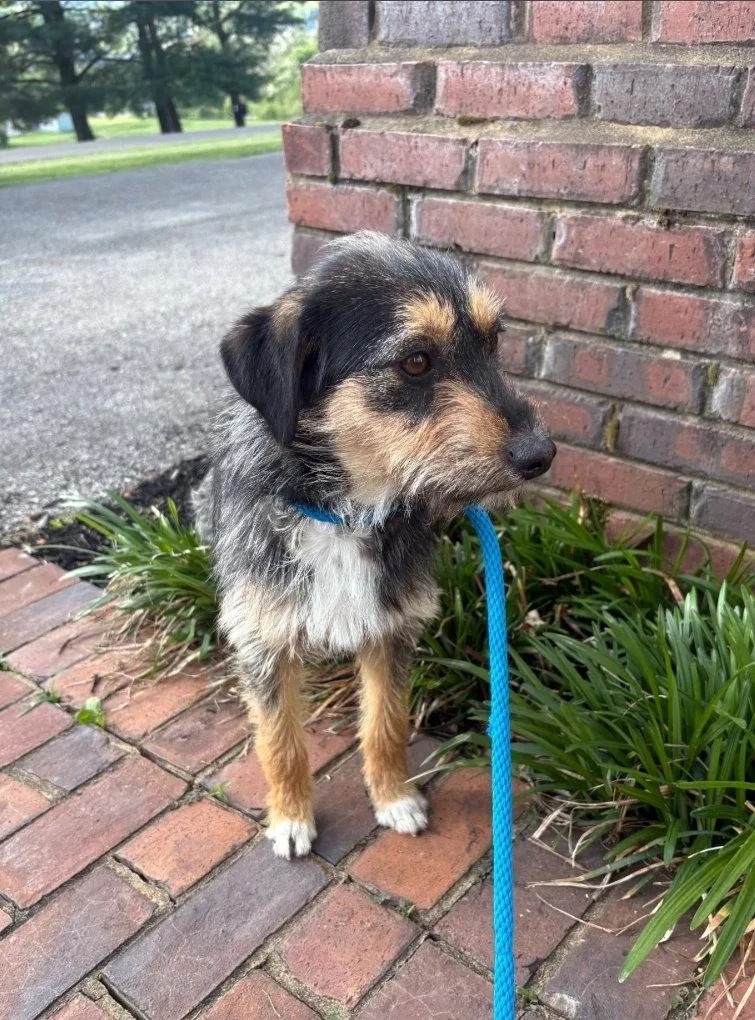 Lindi Laurel thumbnail 3