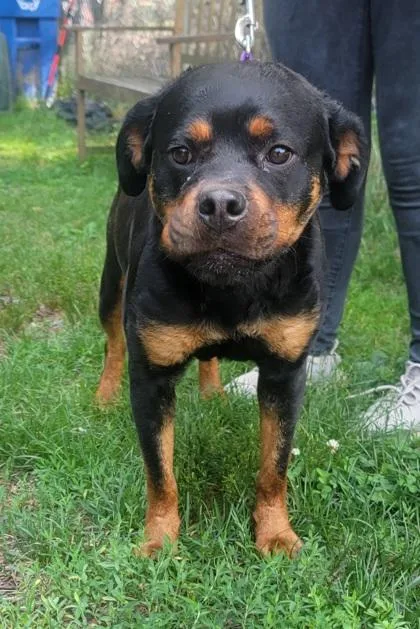 An adult large-sized female Rottweiler dog named Sarabi for adoption in West Chester, PA