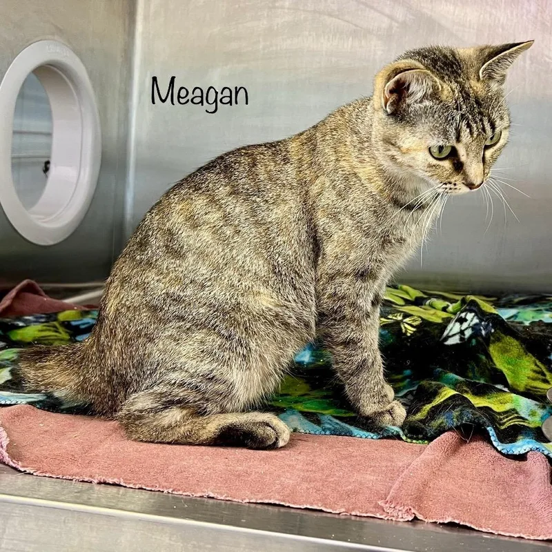 An adult medium-sized female Gray / Blue / Silver Domestic Short Hair cat named Meagan for adoption in Madisonville, TN