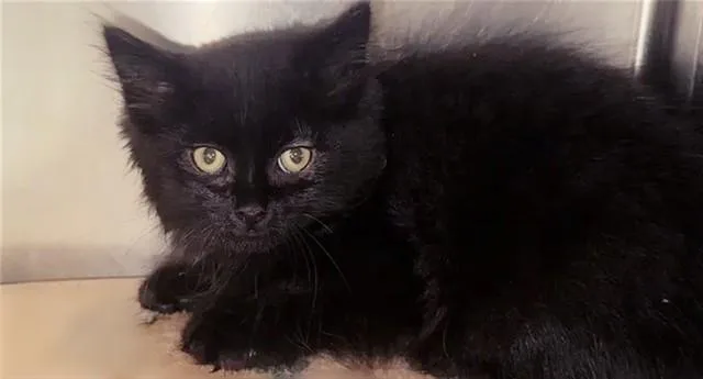 A baby small-sized female Domestic Long Hair cat named Sephora for adoption in Saint Louis, MO