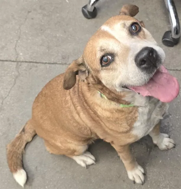 An adult medium-sized female Beagle dog named Bjork for adoption in Tucson, AZ