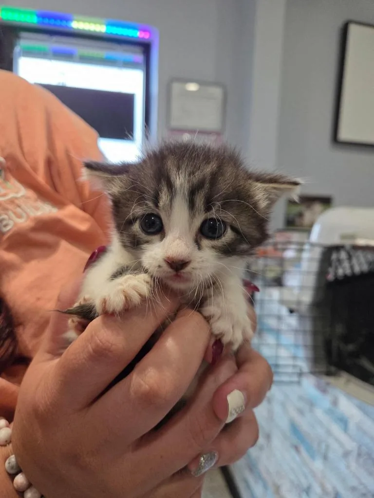 A baby small-sized male Domestic Short Hair cat named Bad Bunny for adoption in Republic, MO