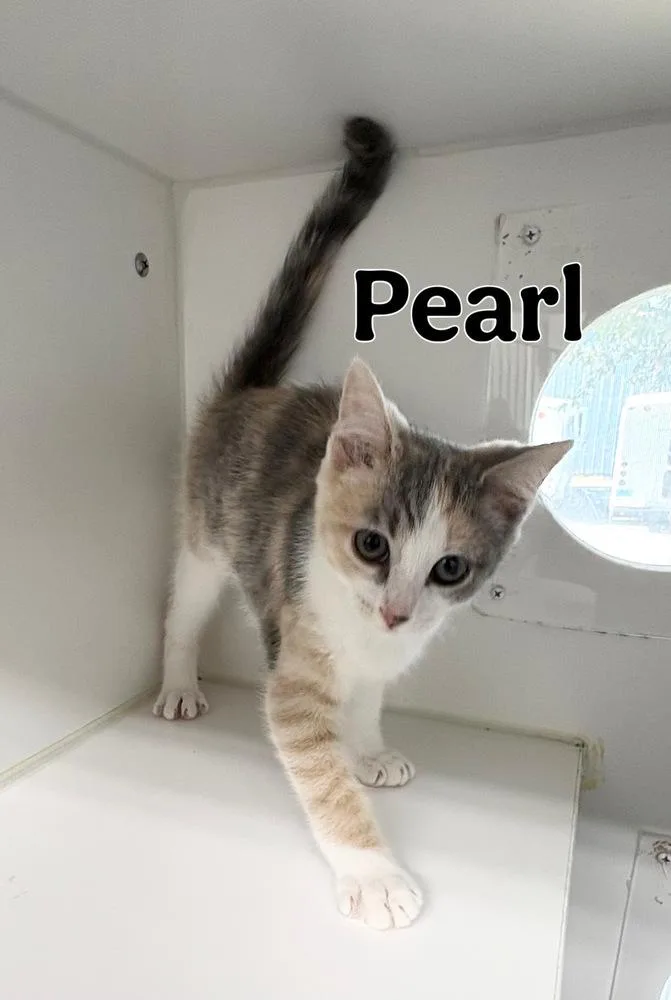 A baby small-sized female Gray & White Domestic Short Hair cat named Pearl for adoption in Rochester, IN