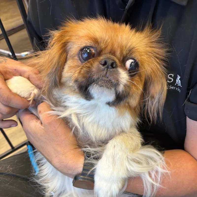 Gizmo