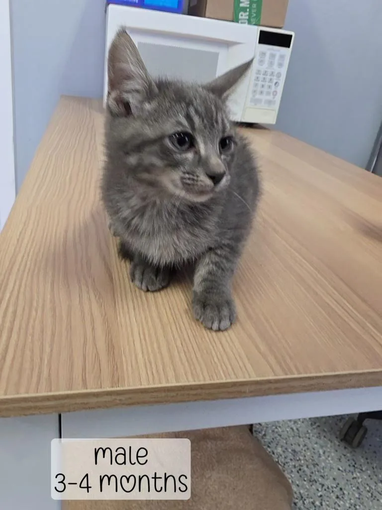 A baby medium-sized male Domestic Medium Hair cat named Piet for adoption in Holbrook, AZ